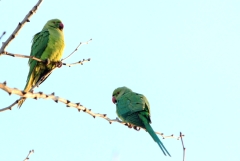 Conures Vertes 17 * 2725 x 1836 * (1014KB)